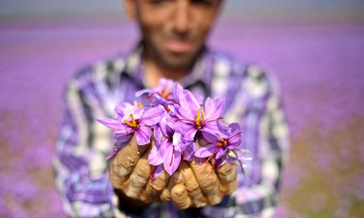 آشفتگی در بازار زعفران/ کشاورزان مستعمره مافیای زعفران شده‌اند