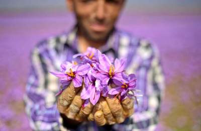 آشفتگی در بازار زعفران/ کشاورزان مستعمره مافیای زعفران شده‌اند